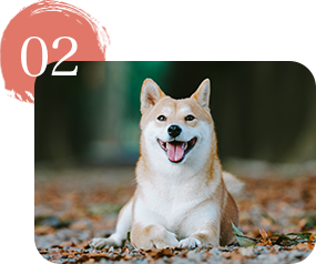 ペットと一緒に埋葬